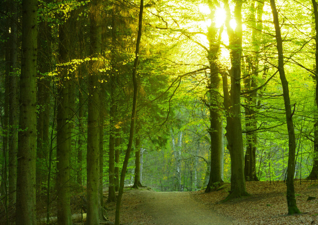 dsc3537 hdr the green forest